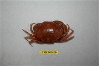 藏品(隆背瓢蟹)的圖片